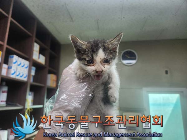 한국동물구조관리협회_411300202400436